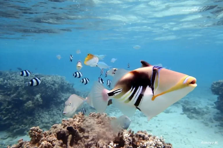 Consignes et règlementation du lagon 2